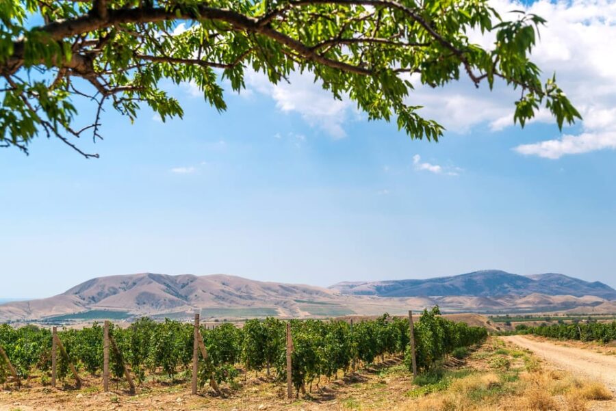 From Villa De Leyva: Vineyard Tour