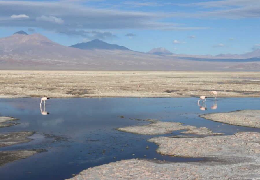 Full Day Altiplanic Lagoons, Red Stones, and Chaxa Lagoon