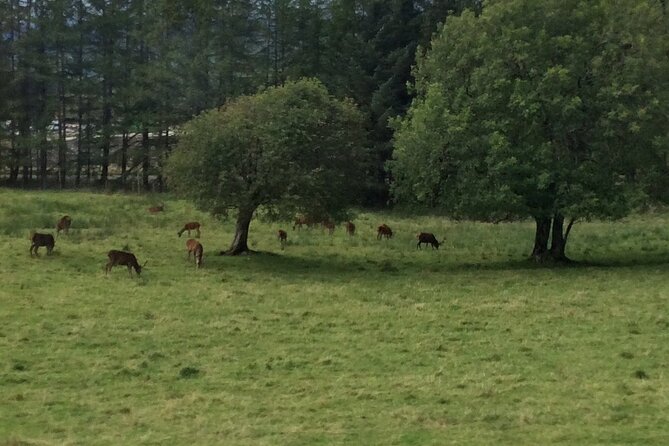 Full-Day Audio Guided Tour in Scottish Highlands and Loch Ness - Pricing and Inclusions