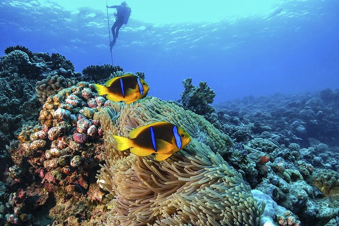 Full-Day Catalina Island Scuba Diving Tour From La Romana - Overview of the Tour