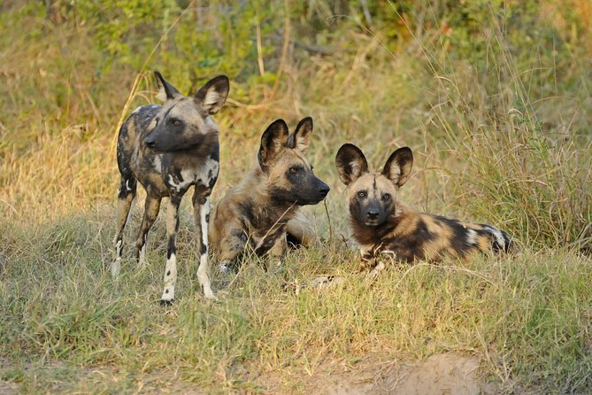 Full Day Chobe Game Drive, Guided Tour of Falls & 15 Mins Helicopter Flight