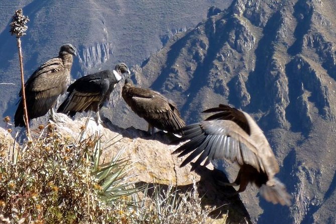 Full Day Colca Canyon Tour From Arequipa