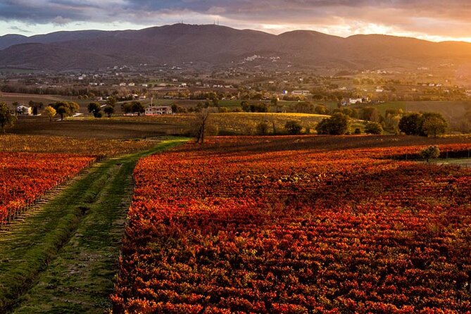 Full Day Experience | Umbria Wine Tasting and SPA Relax