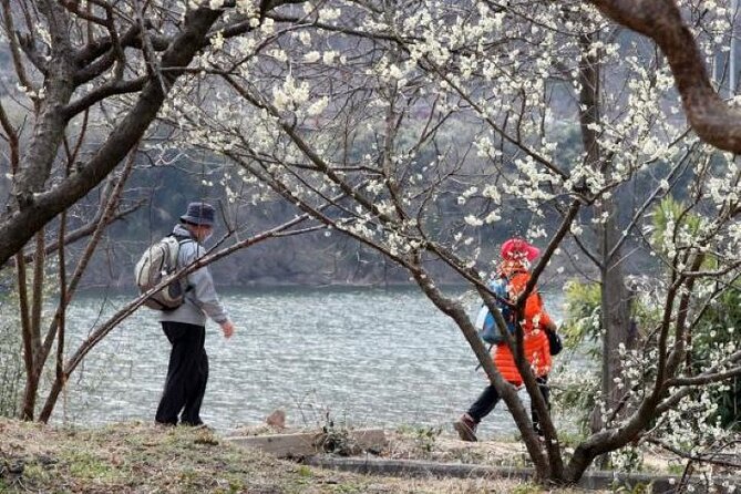 Full-Day Hadong, Gwangyang, Cherry Blossom, Green Tea Fields Private Tour - Tour Overview and Details