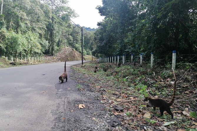 Full Day Irazu Volcano Hiking and Cartago City Guided Tour From San Jose