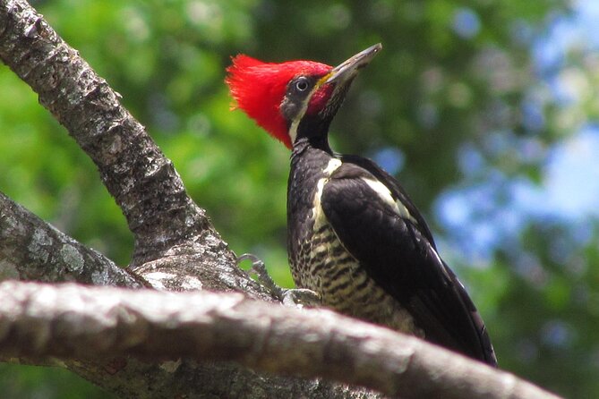 Full Day Monteverde Bird-Watching & Photografy Private Tour