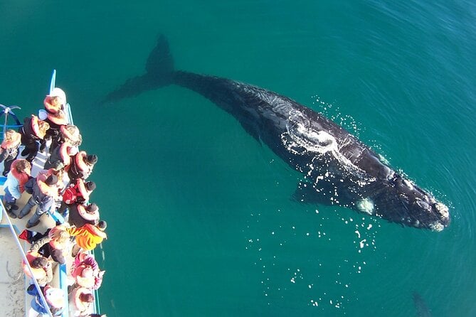 Full Day Peninsula Valdes – Optional Whales Watching Navigation