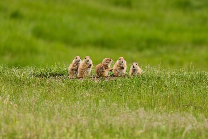 Full-Day Private Sightseeing Tour in South Dakota - Tour Overview