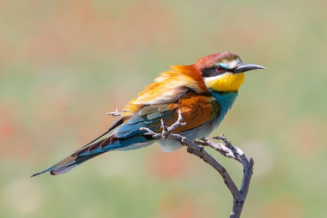 Full-Day Private Wilderness Tour in Vashlovani National Park