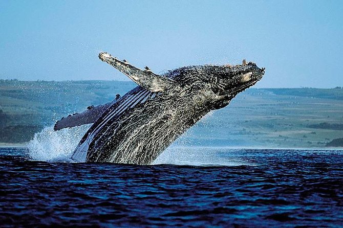 Full-Day Samana Whales Watching Season By Bus