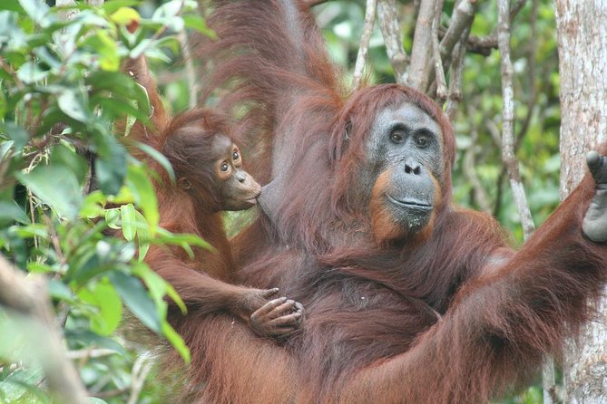 Full-Day Sepilok Orangutan and Proboscis Monkey From Sandakan or Kota Kinabalu