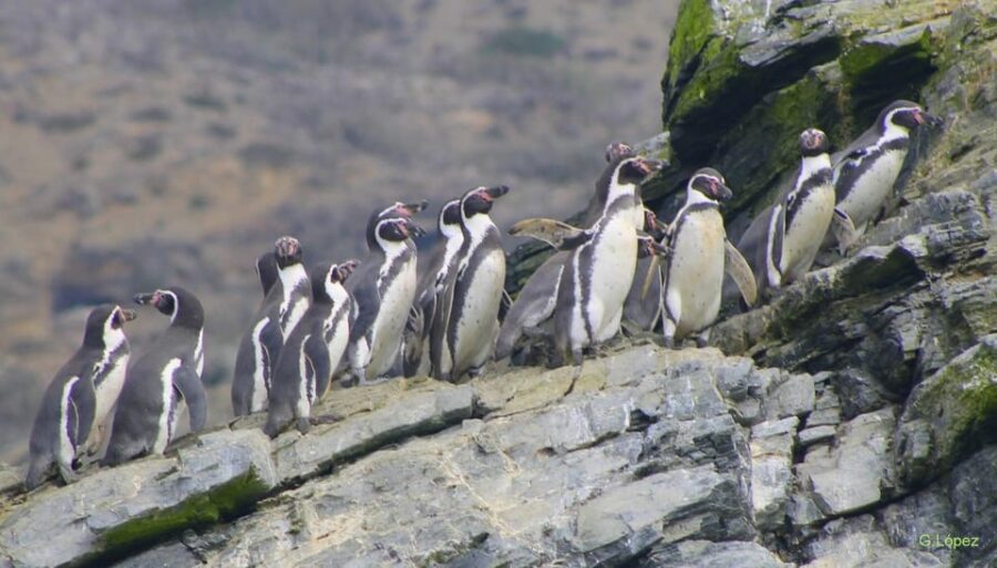 4 Best Full-Day Tours In La Serena