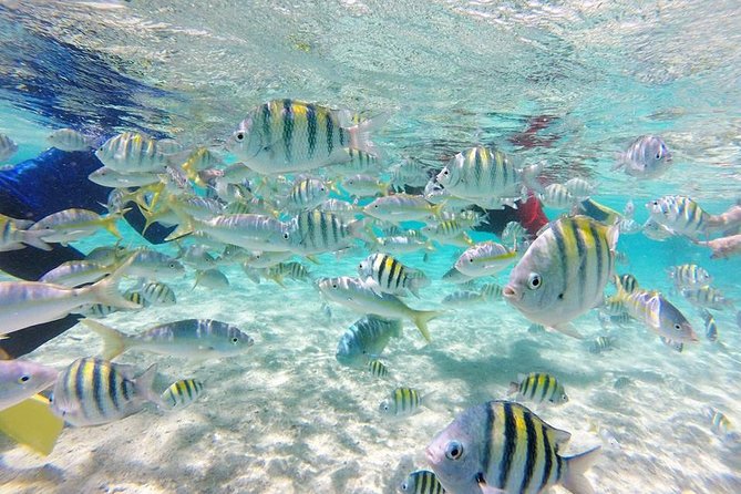 3 Best Snorkeling Experiences In Cabarete