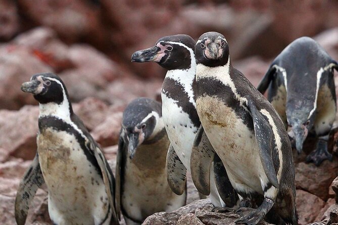 Full Day Tour to Visit Ballestas Islands and Paracas Reserve