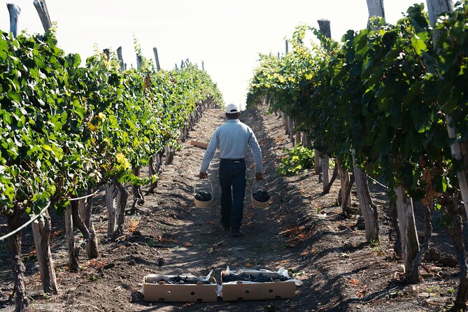 Full Day Visit to Vineyard and Premium Tasting in San Miguel
