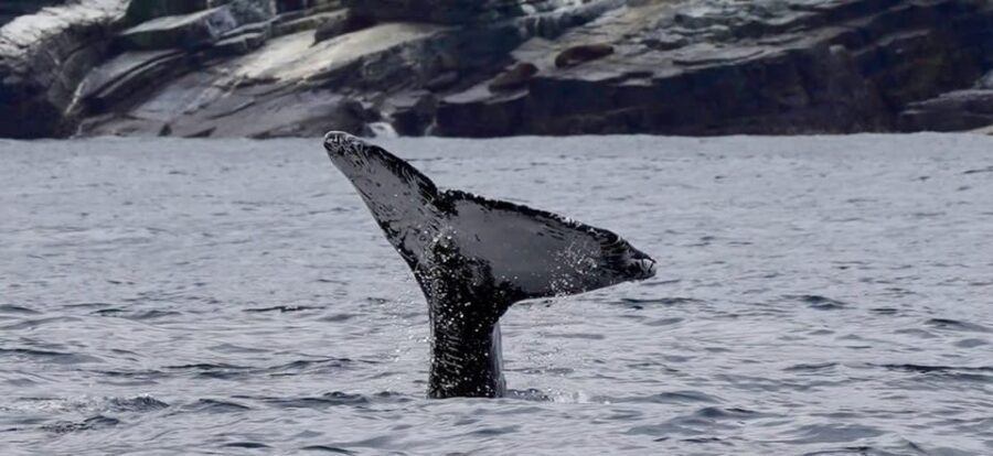 Full Day Whale Watching Marine Reserve Isla Chañaral