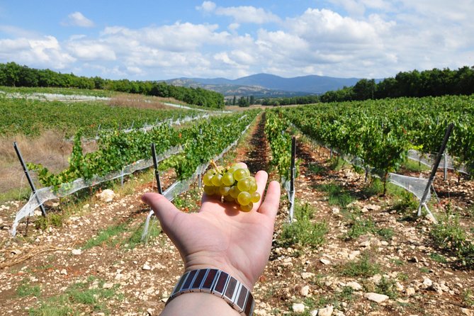 Full-Day Wine Tour From Istanbul - Inclusions and Accessibility