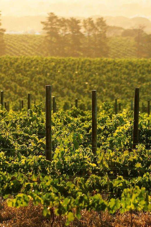 Full Day Wine Tour With 14 Wine Tasting + Lunch INCLUDED