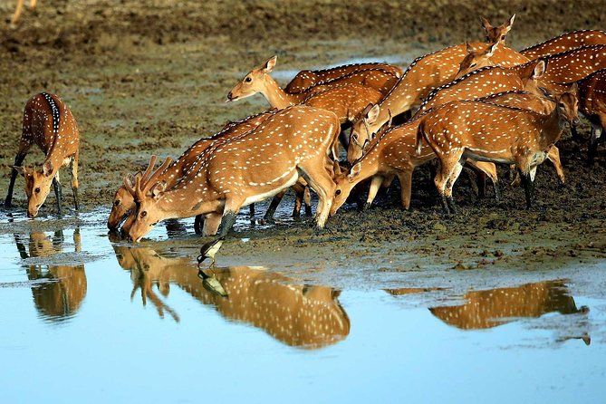 Full Day Yala Safari With Picnic Lunch From Hambantota Harbour