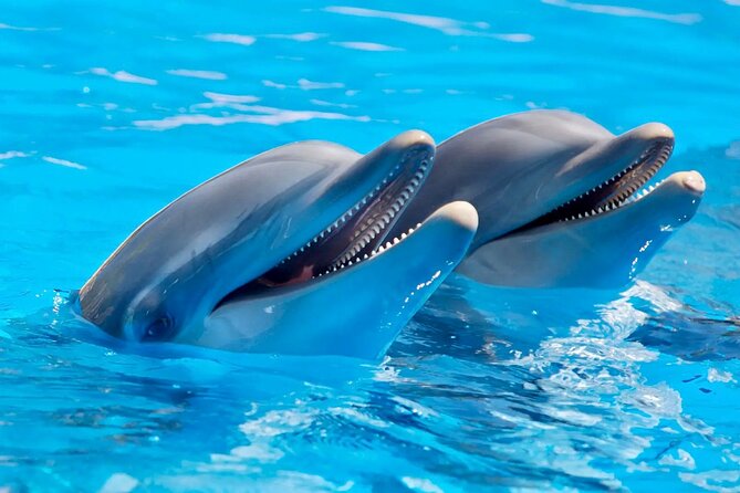 2 Best Dolphin Watching Tours In Chamarel