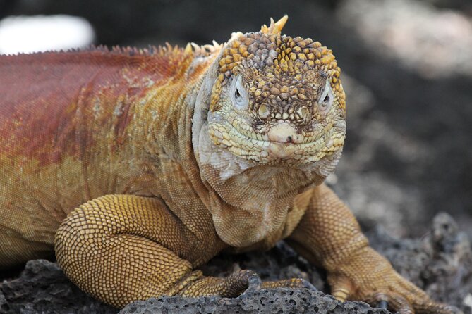 Galapagos Active Adventure Three Islands 8 Days