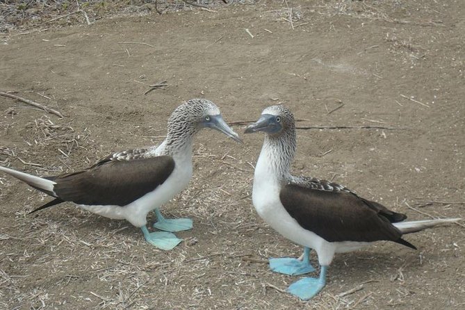 Galapagos Enchanting 3 Islands (5 Days)
