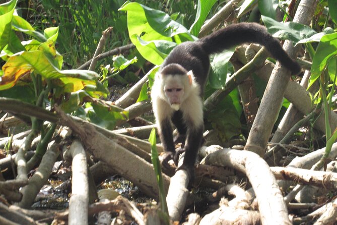 Gatun Lake Boat Tour and Jungle Wildlife at Soberania Park