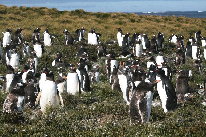 4 Best Tours In Falkland Islands