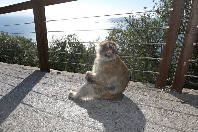Gibraltar Sightseeing Tour With Monkeys and Panoramic Views