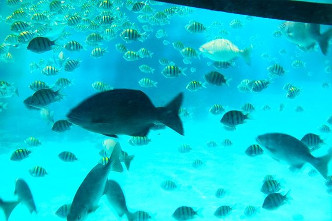 Glass Bottom Boat, Sloth, Monkey Park, Chocolate Factory & West Bay Beach