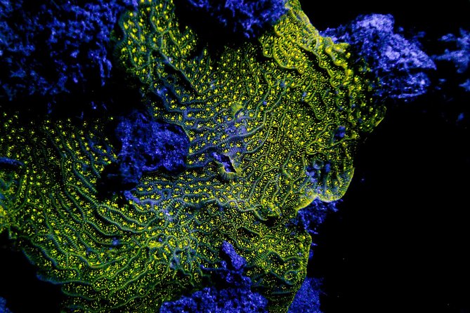 Glow Night Diving - Enhancing Reef and Marine Life