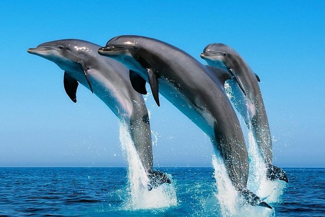 2 Best Dolphin Watching Tours In Goa