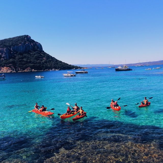 4 Best Dolphin Watching Tours In Golfo Aranci