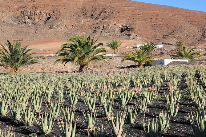 Gran Canaria Historic Tour – Yestarday and Today Premium