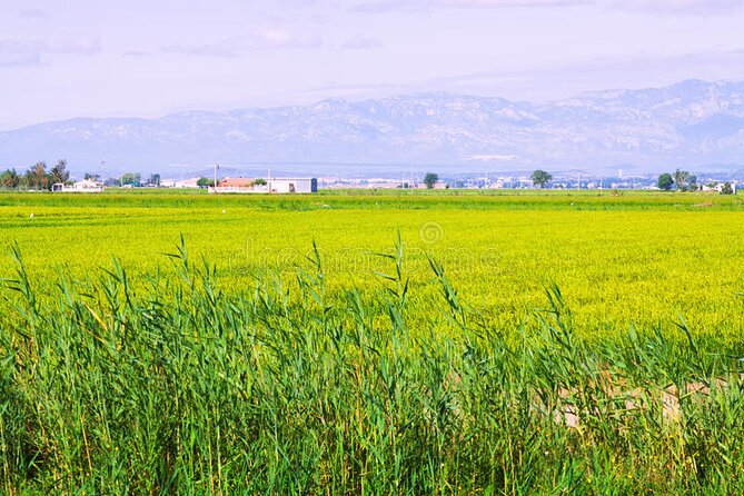 Guided Tour of the Ebro Delta (North Delta) - Private Transportation Options