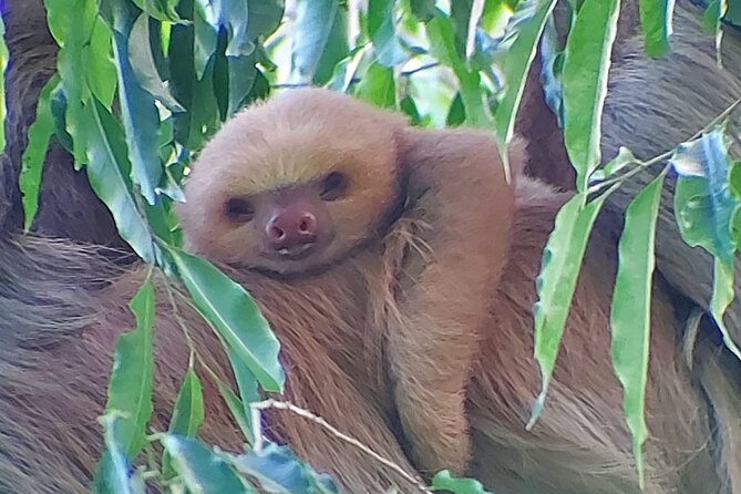 Guided Visit to Manuel Antonio National Park - Overview and Experience