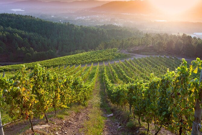Guided Winery Tour and Wine Tasting in Pontevedra
