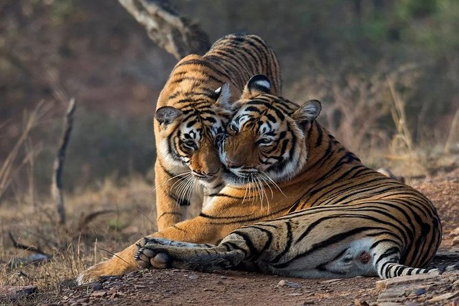 Gypsy Safari : Foreign National -Ranthambore Tiger Reserve