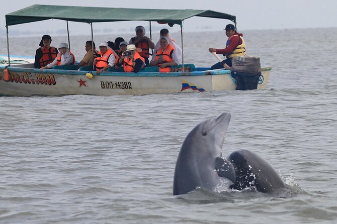 Half-Day Dolphin and Bird Watching in the Mangrove Forest of Puerto Del Morro