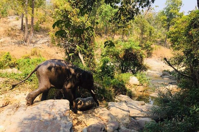 Half Day Elephants in Nature Experience (Morning)