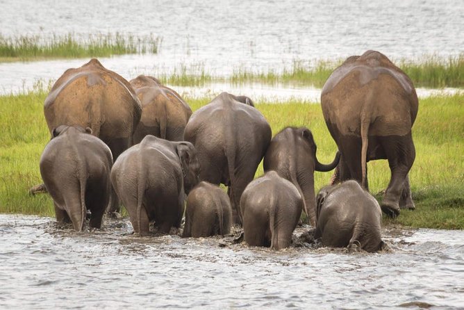 Half Day Minneriya National Park Safari From Habarana