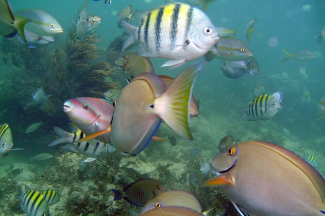 Half Day Party Boat and Snorkeling in Punta Cana