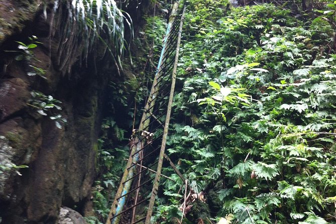 Half-Day St. Kitts Rainforest Hike - Overview of the Tour