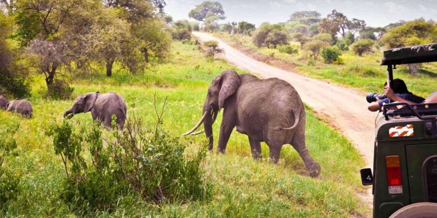 Half Day Tala Game Reserve & Natal Lion Park From Durban