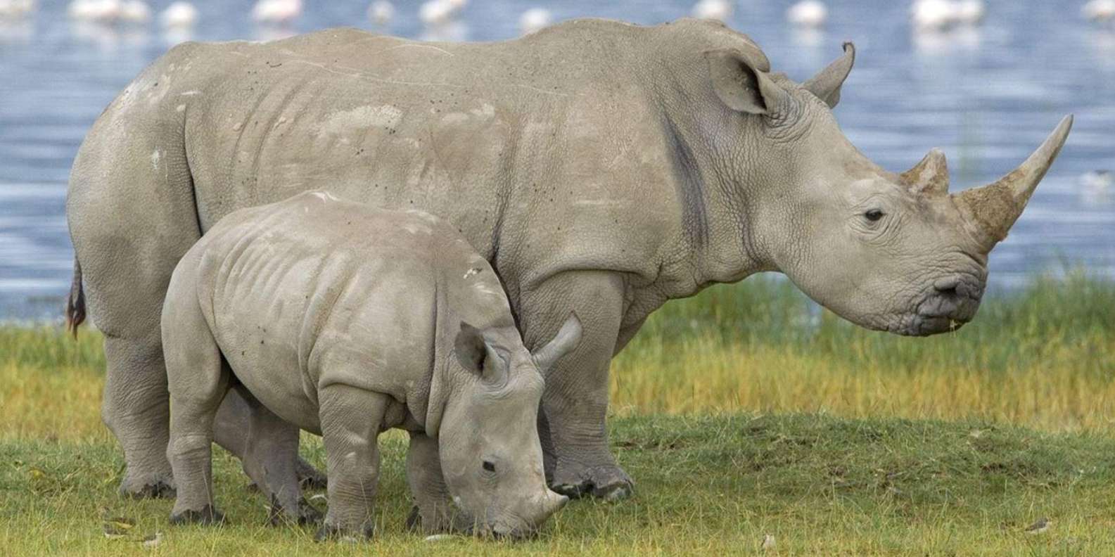 25 Best Safari Tours In Durban