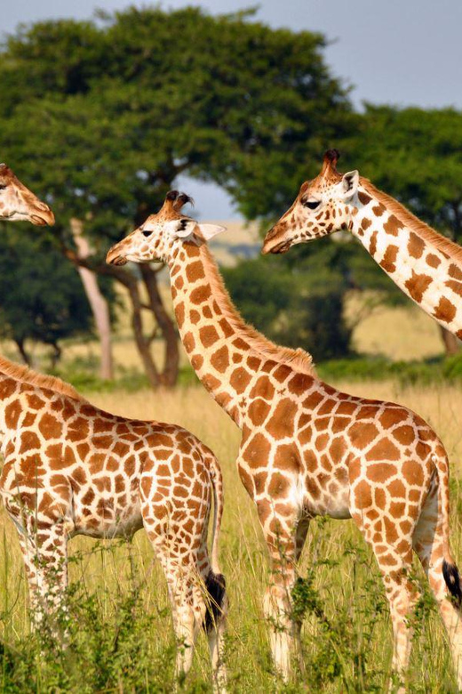 Half-Day Tala Game Reserve & Phezulu Safari Park From Durban