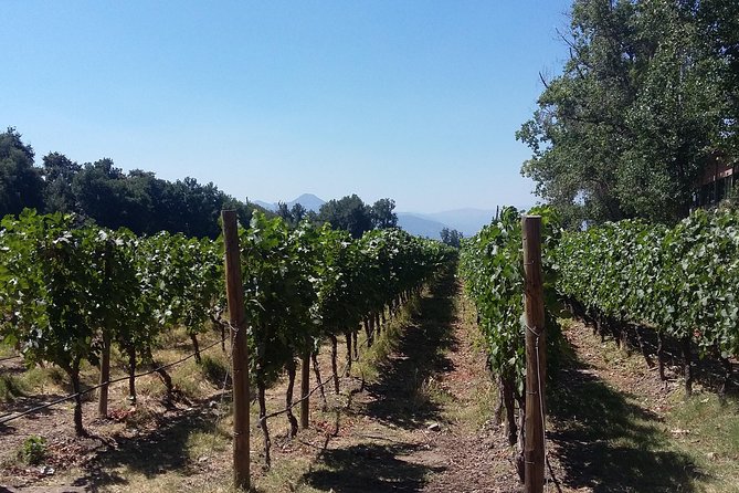 Half Day Trip to Cousiño Macul Vineyard From Santiago - Wine Tasting Included - Overview and Experience