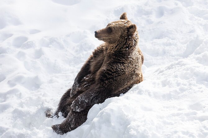 Half-Day Trip to Ranua Wildlife Park From Rovaniemi - Trip Overview