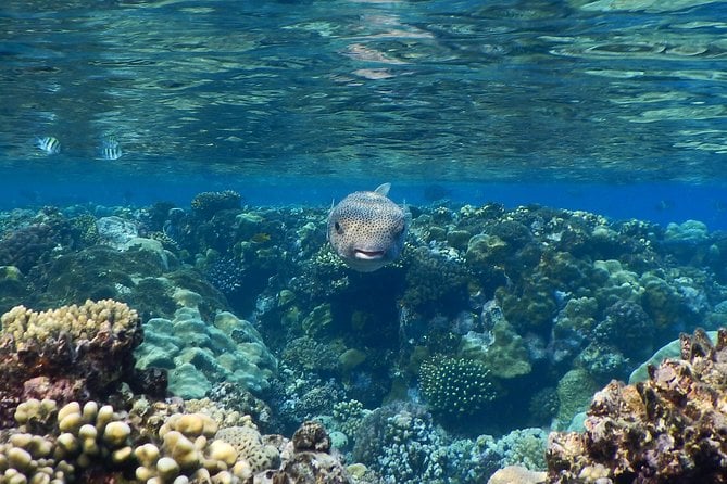 Hamata and Qulaan Islands Snorkeling Sea Trip With Transfer, Lunch – Marsa Alam