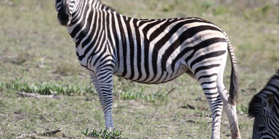 Hankey: Pabala Private Nature Reserve Game Drive With Snacks